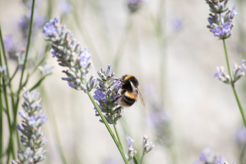 Bee on a flower