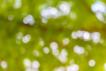 Fototapeta premium Abstract circular green bokeh from tree