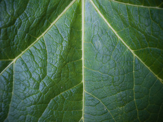 single leaf, lighted from the sun