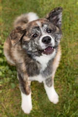 Akita Inu dog sitting on green grass.