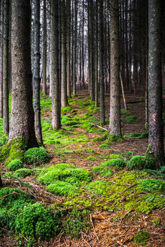 Wald © Markus