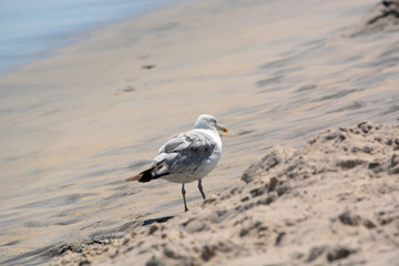 Seagull Standing on a Sandy Beach