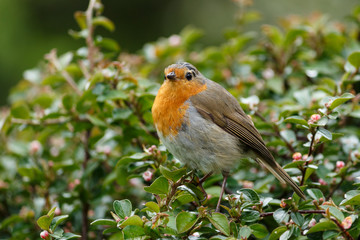 Little Robin Redbreast on a Bush in Keswick, England, UK