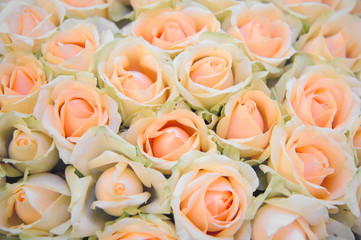 Background of gentle flowers roses in large quantity. The texture of roses. Beautiful fragrant flowers for loved ones. 