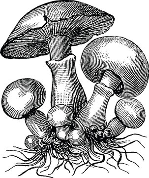 Vintage image mushrooms