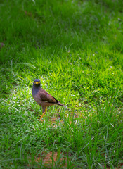 bird in a park, Common Myna bird