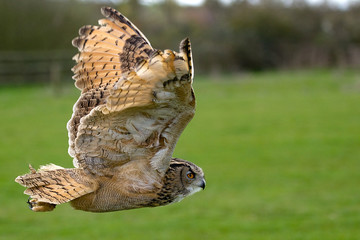 In Flight