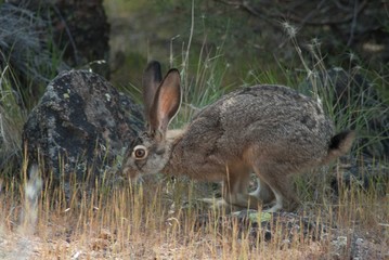 Jack Rabbit