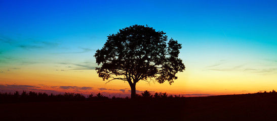 Fototapeta premium Sunset under the tree.