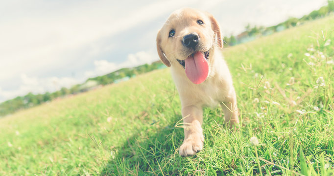 Dog in field. Labrador retriever puppy in field. Puppy lovely. Male dog in park. Dog Tongue.