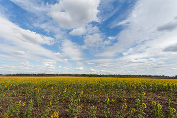 Fototapeta na wymiar Sunflower field under blue sky