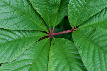 Leaf Closeup