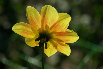 Fototapeta premium Dahlia jaune au lever du soleil, parc floral Paris