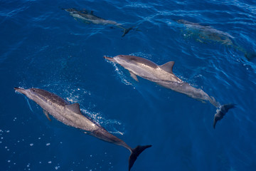 surfacing and submerged, hawaiin spinner dolphins