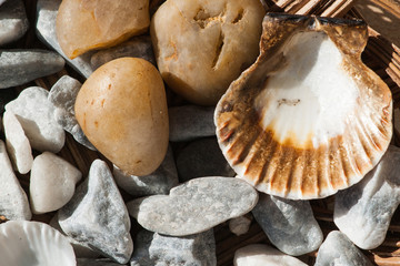 Sea shells and stones