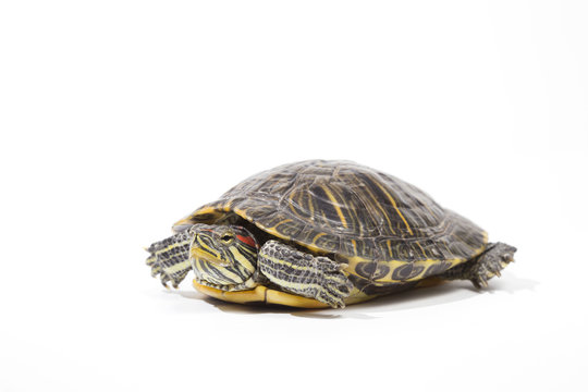 tortoise, isolated on white background