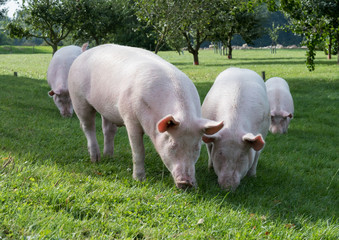 Deutsche Edelschweine - Biofleisch aus artgerechter Haltung