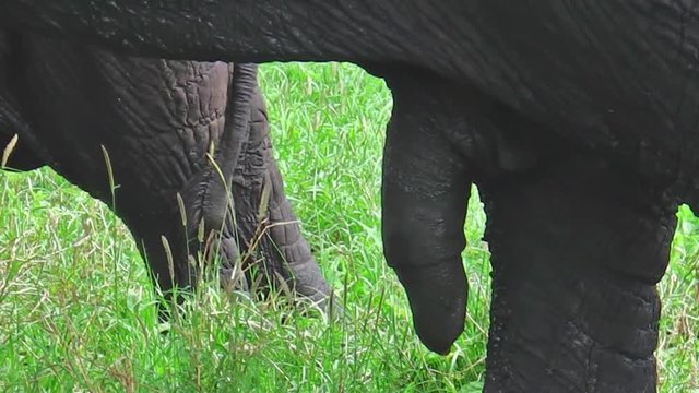 Penis of african elephant side view in Tarangire National Park in Tanzania, Africa.
