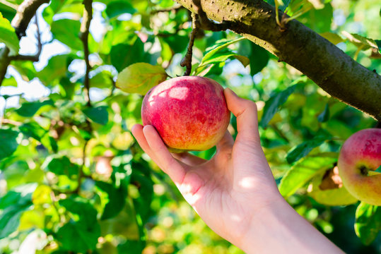 woman hand picking red apple from a tree in summer