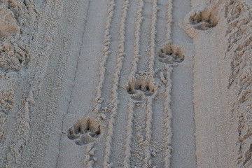 Spuren im Sand am Strand von Zealand