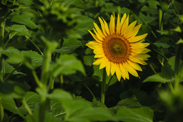 Sunflower closeup background and texture