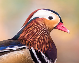 Mandarin Duck IV