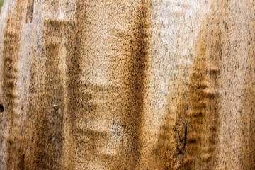 Wood texture background close up 3