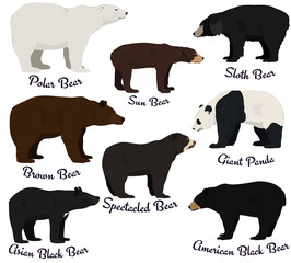 Different species of bears vector illustration. Eight bear species of the world.