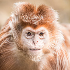 Obraz premium Ebony Langur