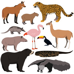 Vector set of cartoon south american animals. Jaguar, anaconda, flamingo, maned wolf, tapir, capybara, anteater, armadillo, toucan, guanaco, spectacled bear.