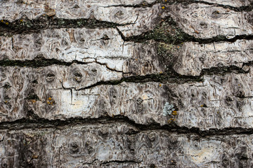 Wood texture background close up 5