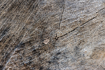 Wood texture of cut tree trunk, close-up 13