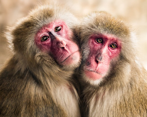 Japanese Macaque Pair