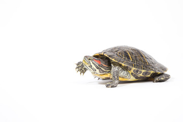 Fototapeta premium tortoise, isolated on white background