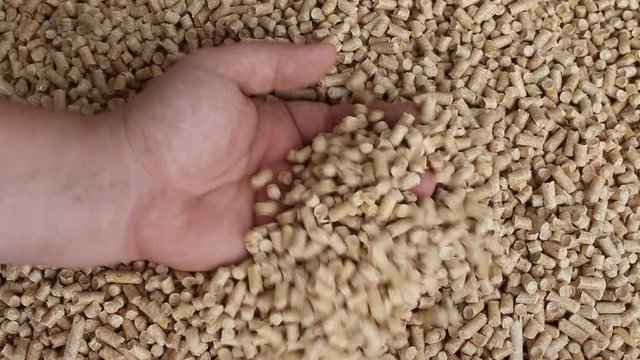 Biofuel, biofuels, Eco-fuel, an alternative biofuel made from sawdust . A man collects in the arm of wood pellets . Wood pellets used as cat litter.