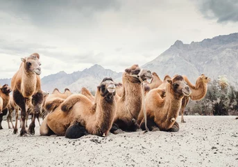 Papier Peint photo Lavable Chameau Troupeau de chameaux sur les sables de la vallée de Nubra, Inde