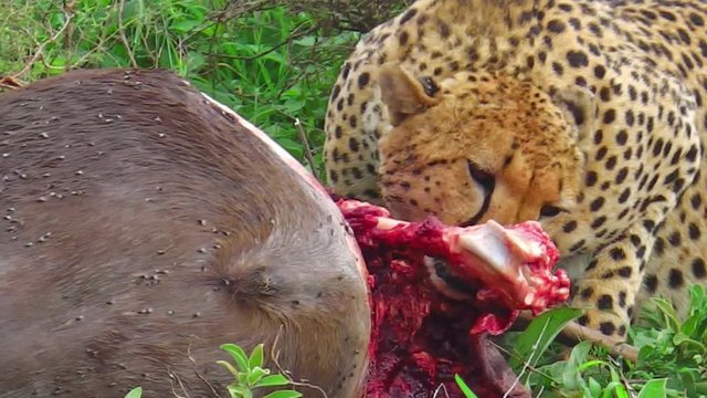 Cheetah feeding with its prey meat on the grass in Tarangire National Park, Tanzania Africa.