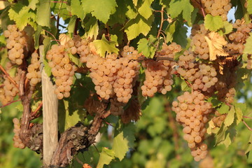 Grappoli di uva bianca
