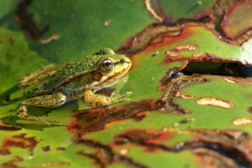 Junger Teichfrosch (Pelophylax esculentus) auf Seerosenblatt 
