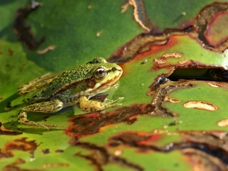Junger Teichfrosch (Pelophylax esculentus) auf Seerosenblatt 
