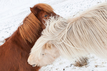 Iceland horses in winter. Iceland