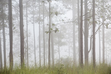 Fototapety  drzewo we mgle