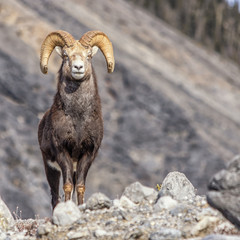 Ram in its natural environment.