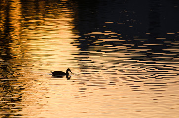 Silhouette of Duck Swimming in a Golden Pond as the Sun Sets