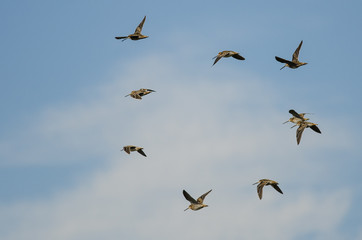 Flock of Wilson's Snipe Flying in a Cloudy Blue Sky