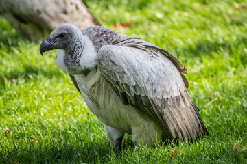 Vulture