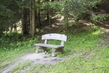 722 - trees in the forest