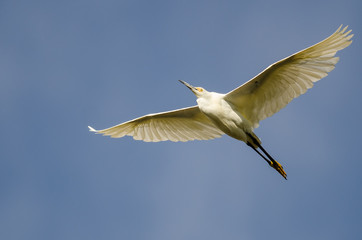 Snowy Egret Flying in Blue Sky