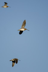 Three Wilson's Snipe Flying in a Blue Sky