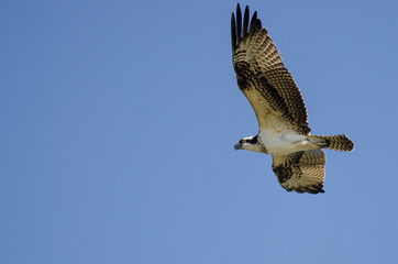 Lone Osprey Flying in Blue Sky